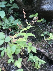 Veronica urticifolia