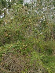 Cardiospermum grandiflorum