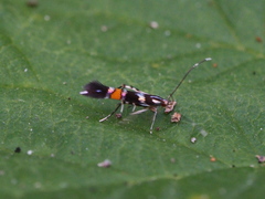 Cosmopterix