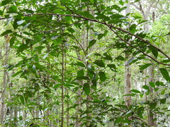 Glochidion sumatranum