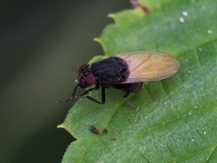 Minettia longipennis
