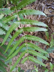 Woodwardia japonica
