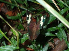 Heteronympha mirifica