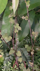 Muehlenbeckia australis