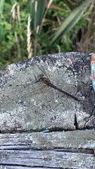 Hemicordulia armstrongi