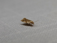 Euphona euphona
