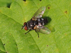 Thelaira nigripes
