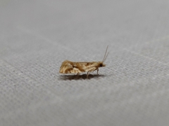Euphona euphona