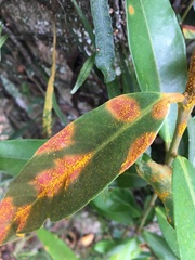 Austropuccinia psidii