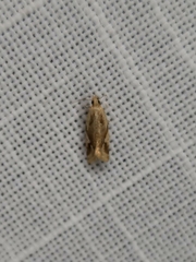 Euphona euphona