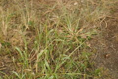 Urochloa glumaris