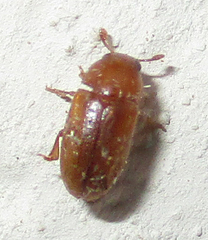 Erotylinae
