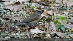 Turdus obscurus