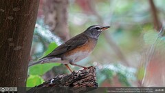 Turdus obscurus
