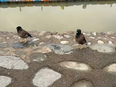 Acridotheres tristis