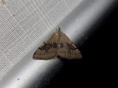 Dichromodes molybdaria