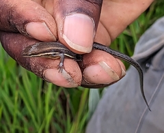 Trachylepis megalura