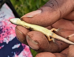 Trachylepis megalura