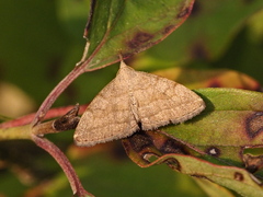 Pechipogo strigilata