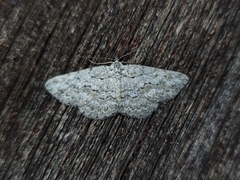 Psilosticha absorpta