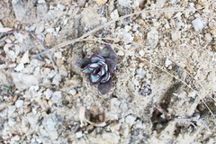 Echeveria nodulosa