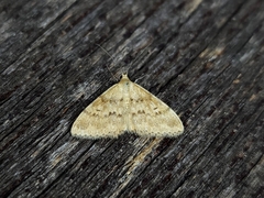 Scopula rubraria