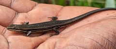 Trachylepis megalura