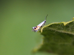 Leucoptera