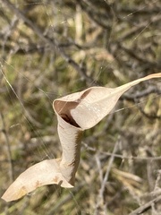 Phonognatha graeffei