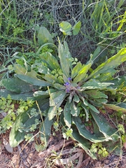 Anchusa aggregata