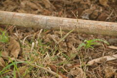 Paspalum fimbriatum