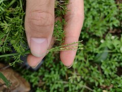 Digitaria violascens