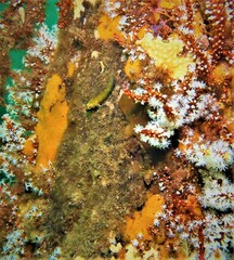 Helcogramma decurrens