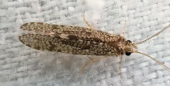 Ecnomidae