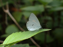 Candalides xanthospilos