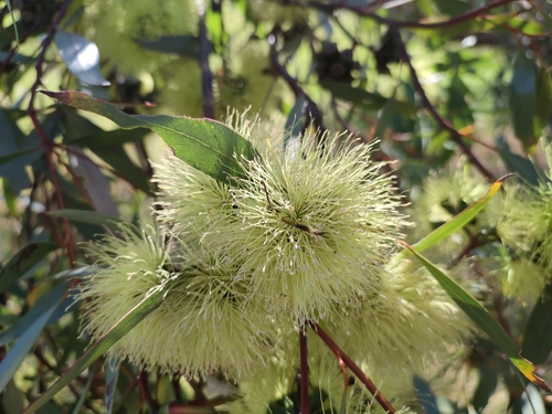 Eucalyptus macrandra, photograph 4