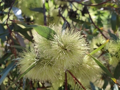 Eucalyptus macrandra