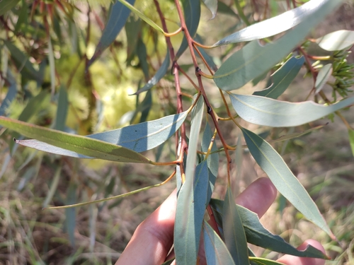 Eucalyptus macrandra, photograph 5