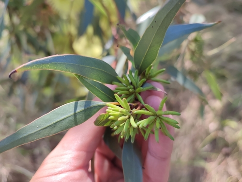 Image of Eucalyptus macrandra by (c) Josh, some rights reserved (CC BY)