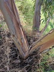 Eucalyptus macrandra