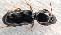 Clivina