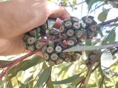 Eucalyptus macrandra