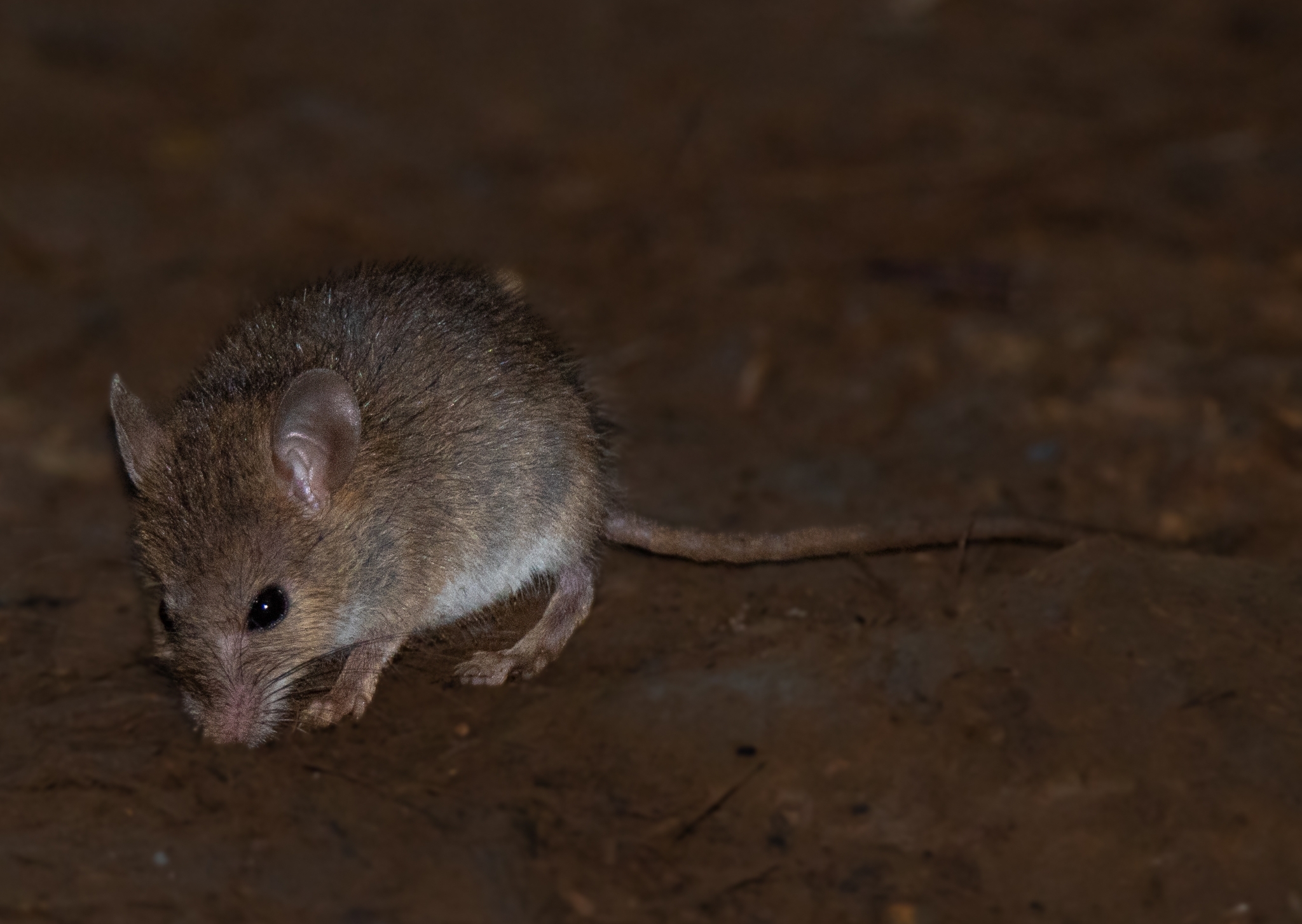 Mus musculus Linnaeus, 1758