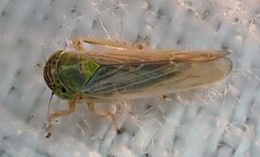 Batracomorphus