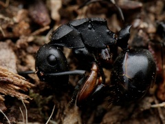 Polyrhachis femorata