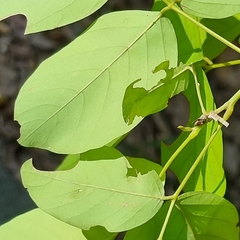 Dendrolobium umbellatum