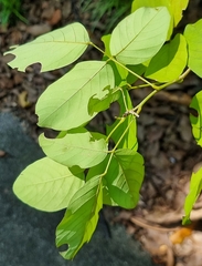 Dendrolobium umbellatum