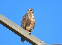 Buteo rufinus