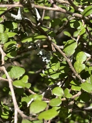 Streblus heterophyllus