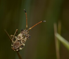 Centrocoris spiniger